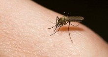 Salud Miranda alerta que dengue puede entrar en fase de epid...