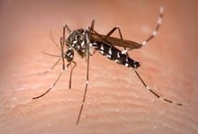 51.865 casos de dengue han sido detectados en el país
