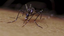 Salud Miranda alerta que virus Zika entró en fase de expansi...