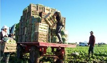 Falta de agroquímicos y semillas generó merma en la producci...