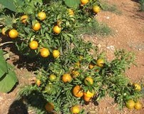 Mejorarán producción de mandarina en Araira sustituyendo pla...