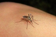 Salud Miranda atribuye descenso de dengue y de casos sospech...