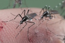 Salud Miranda alerta que Virus Zika puede causar malformacio...