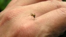 Salud Miranda estima incremento del Zika con llegada de lluv...