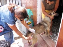 Más de 21 mil mascotas fueron vacunadas y desparasitadas por...