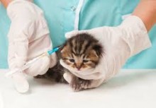 200 mascotas vacunó Gobierno de Miranda durante Día Mundial ...
