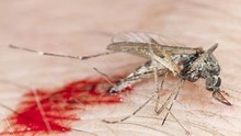 Van 36.946 afectados por el virus chikungunya