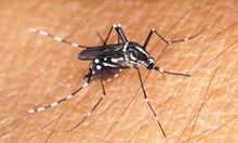 Salud Miranda refuerza vigilancia epidemiológica por aumento...