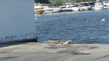 Pallota: Sequías y altas temperaturas han afectado hábitat n...