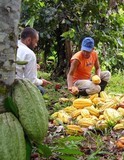 Gobierno de Miranda realizará encuentro con cacaoteros a fin...