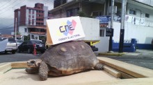 Primero Justicia Táchira denunció Operación Morrocoy del CNE