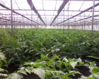 Henrique Capriles: Seguimos sin sembrar el petróleo