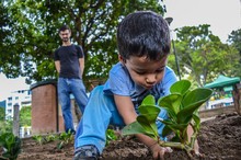 En Chacao sembraron más de 700 plantas entre el parque El Ca...