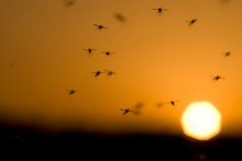 Escasez de reactivos dificulta diagnóstico de dengue, chikun...